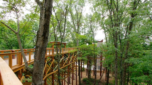 Canopy Walk, Blacklikc Metro park, Reynoldsburg, Ohio