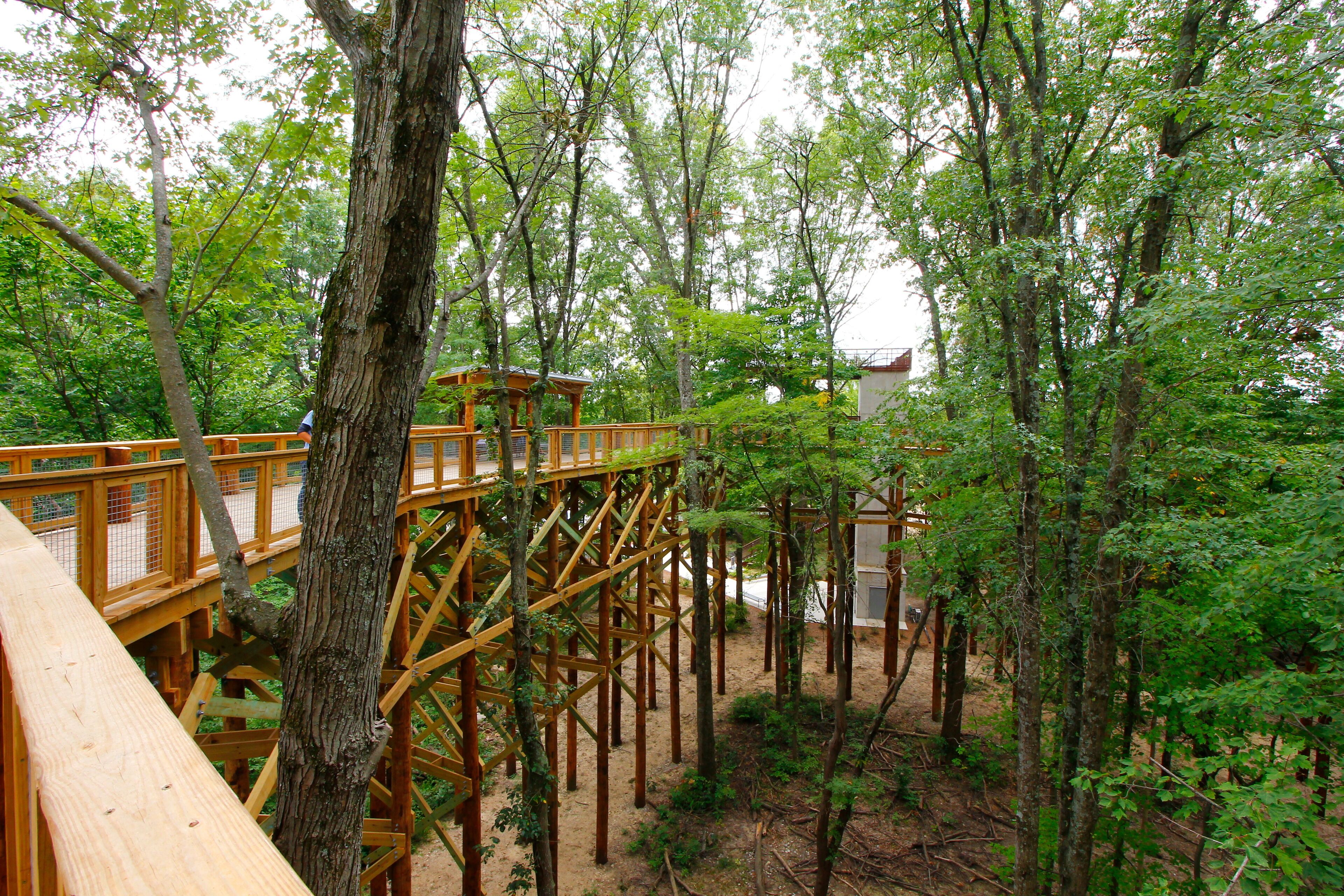A wooden bridge in a forested area with trees and a building in the background.
