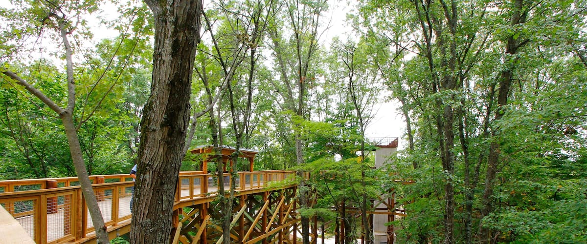 A wooden bridge in a forested area with trees and a building in the background.