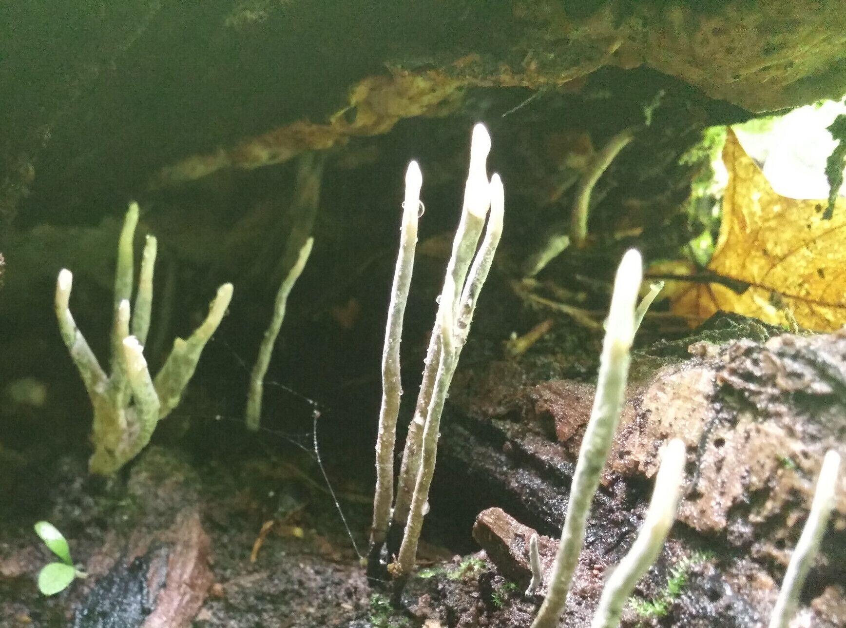 This creepy fungus that looks like zombie fingers clawing up from the grave is called Carbon Antlers (Xylaria hypoxylon).