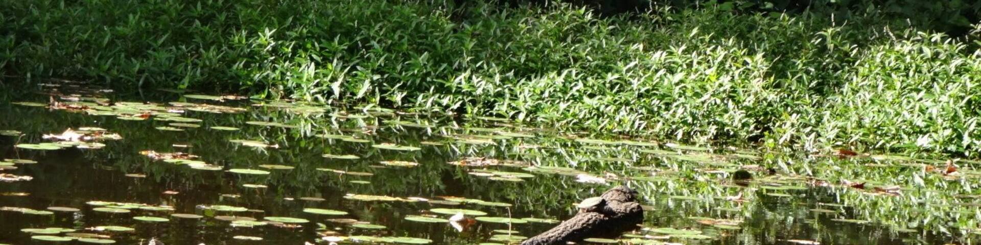 A couple of turtles sunning themselves on Ashton Pond inside of Blacklick Woods metro Park.