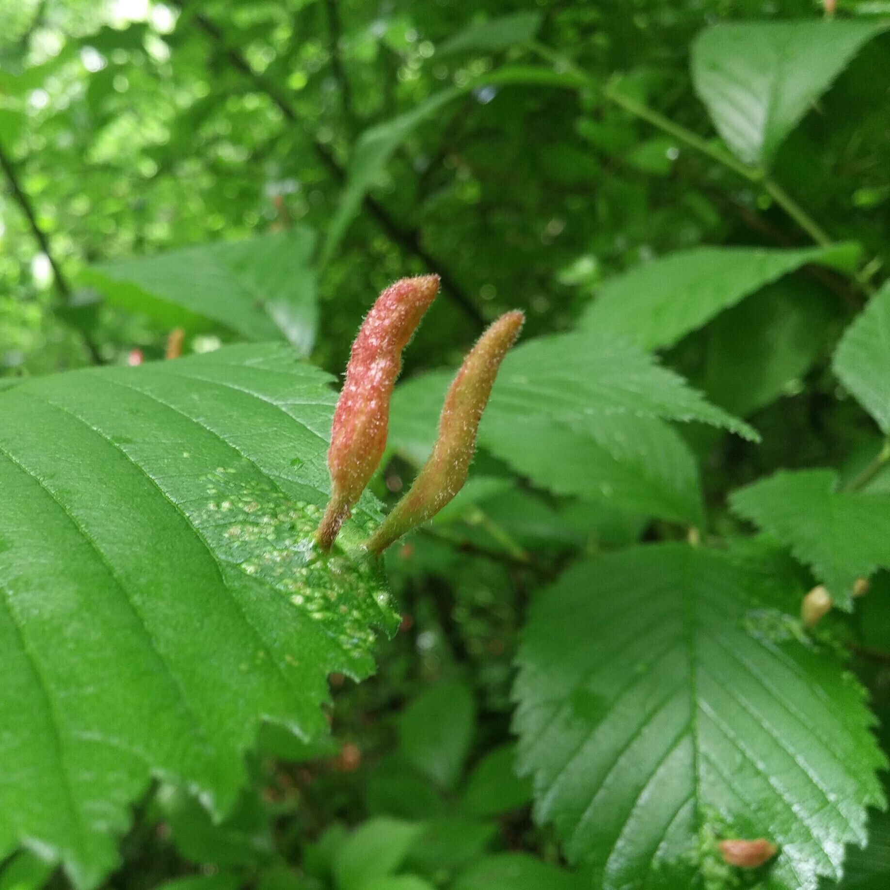 This odd protrusion on this Elm leaf is caused by a tiny mite called Eriophyes ulmi. The damage is mostly aesthetic and the tree will carry on. 