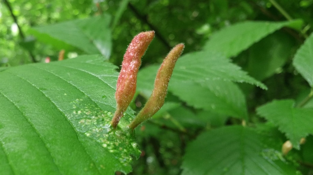 This odd protrusion on this Elm leaf is caused by a tiny mite called Eriophyes ulmi. The damage is mostly aesthetic and the tree will carry on.