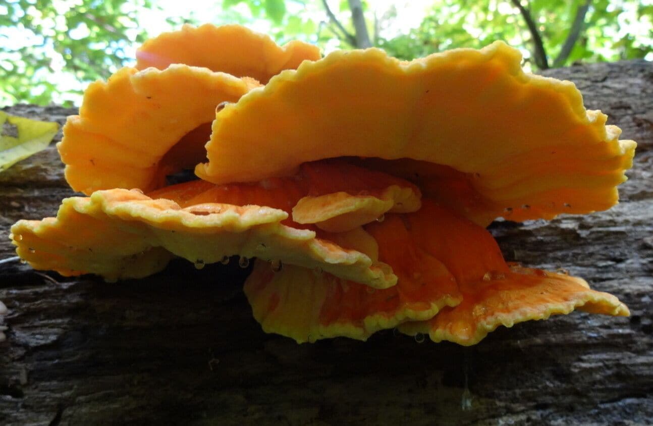 This sunny yellow and orange bracket fungus is exuding some sort of clear viscous fluid through a fun process known as fungal guttation. 