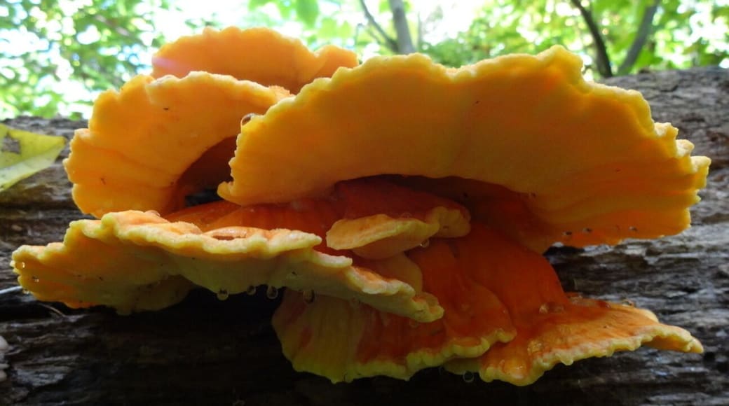 This sunny yellow and orange bracket fungus is exuding some sort of clear viscous fluid through a fun process known as fungal guttation.
