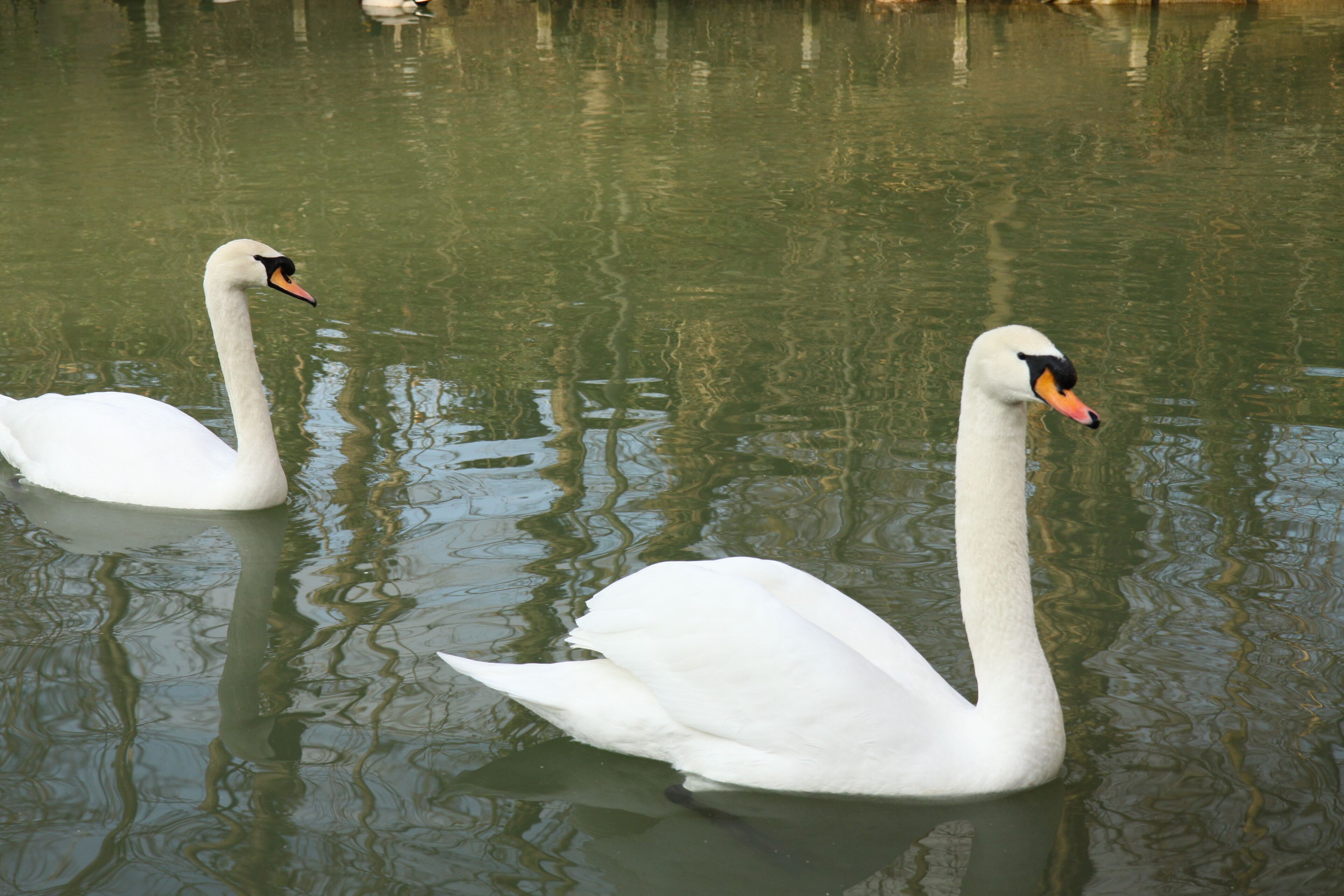 Cygne tuberculé sur la Marne.