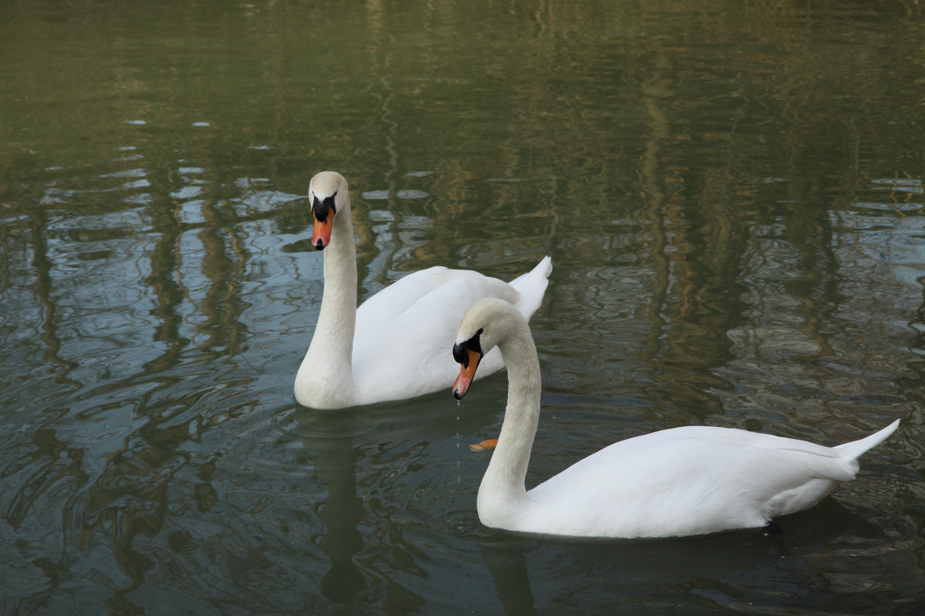 Cygne tuberculé sur la Marne.