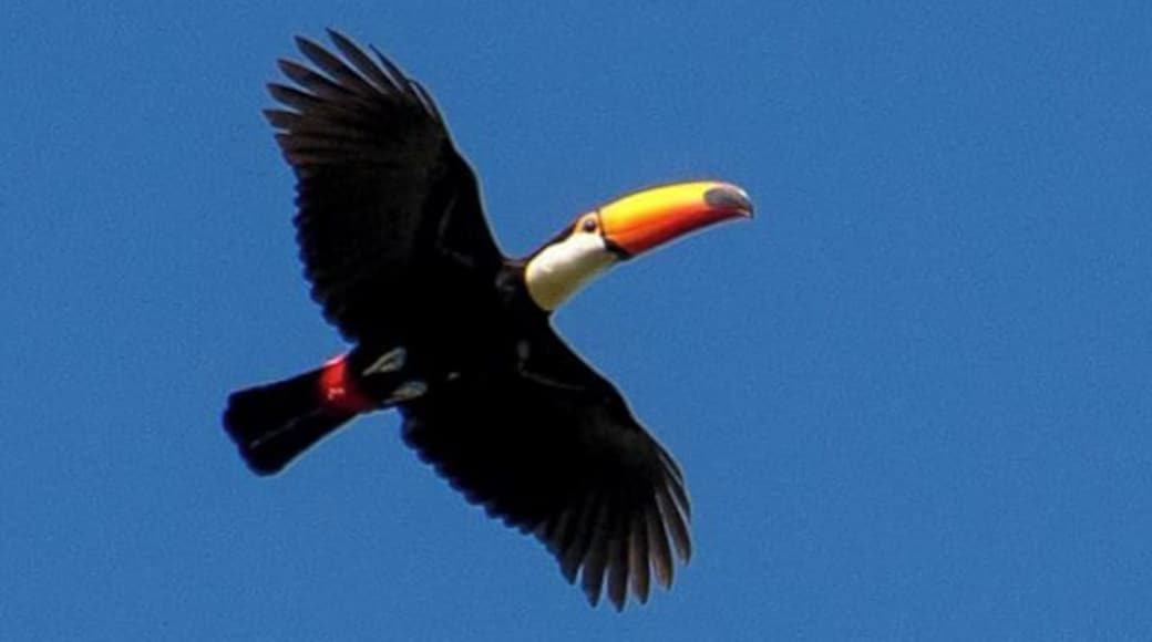 There are lots of different birds in Pantanal, but our all time favorite is the toucan. We love its colored bill! #toucan #bird #wildlife #animals
