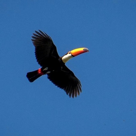 There are lots of different birds in Pantanal, but our all time favorite is the toucan. We love its colored bill! #toucan #bird #wildlife #animals