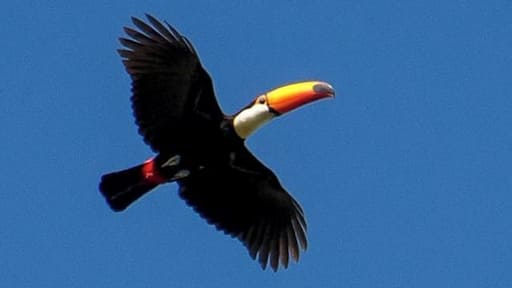 There are lots of different birds in Pantanal, but our all time favorite is the toucan. We love its colored bill! #toucan #bird #wildlife #animals