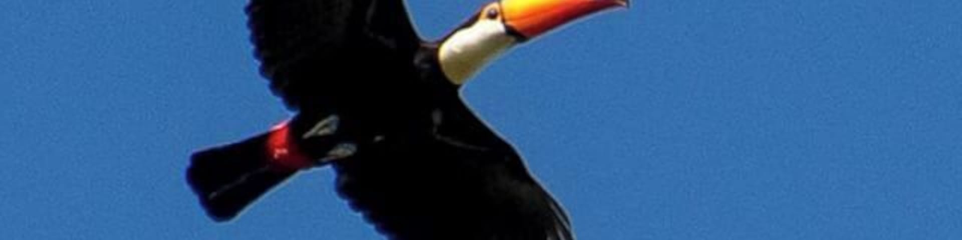 There are lots of different birds in Pantanal, but our all time favorite is the toucan. We love its colored bill! #toucan #bird #wildlife #animals