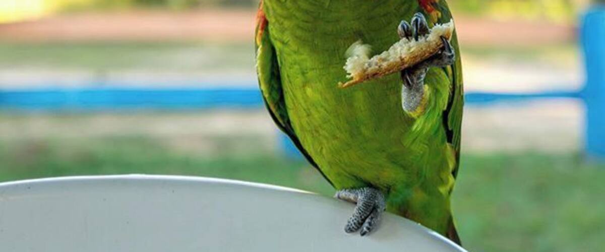 The owner fed the parrots every morning with bread and water like they were pets. But they were only there for a short time, before they flew back into the wild. #parrot #wildlife #animals