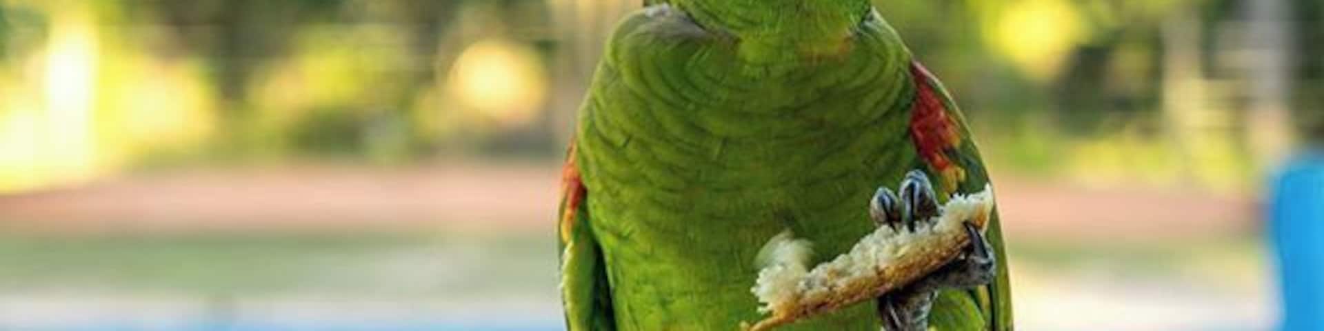 The owner fed the parrots every morning with bread and water like they were pets. But they were only there for a short time, before they flew back into the wild. #parrot #wildlife #animals