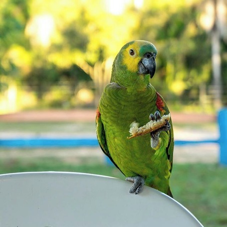 The owner fed the parrots every morning with bread and water like they were pets. But they were only there for a short time, before they flew back into the wild. #parrot #wildlife #animals