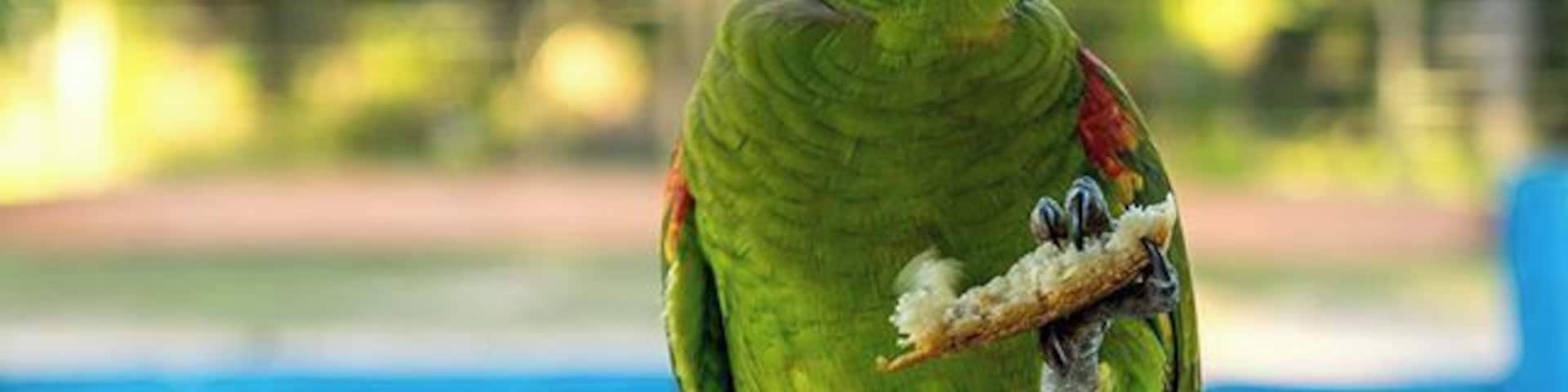 The owner fed the parrots every morning with bread and water like they were pets. But they were only there for a short time, before they flew back into the wild. #parrot #wildlife #animals