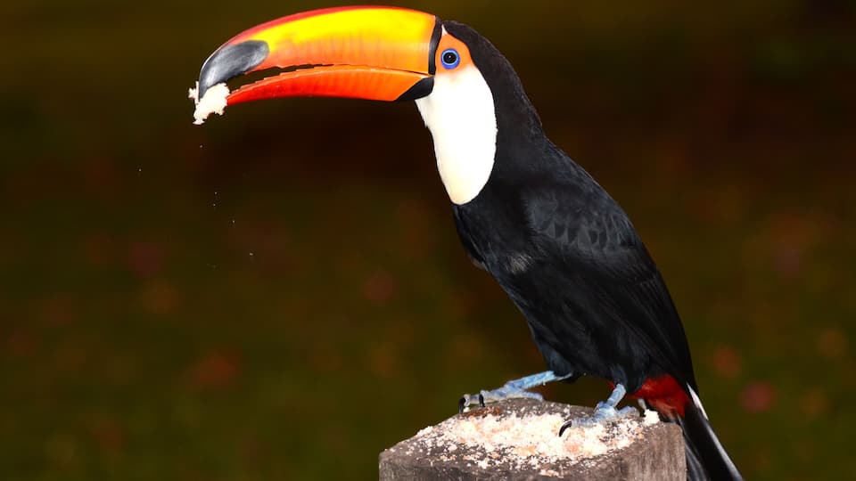 A toucan perched on a wooden post.