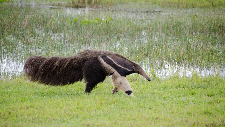 A large anteater walking through a grassy field near a body of water.
