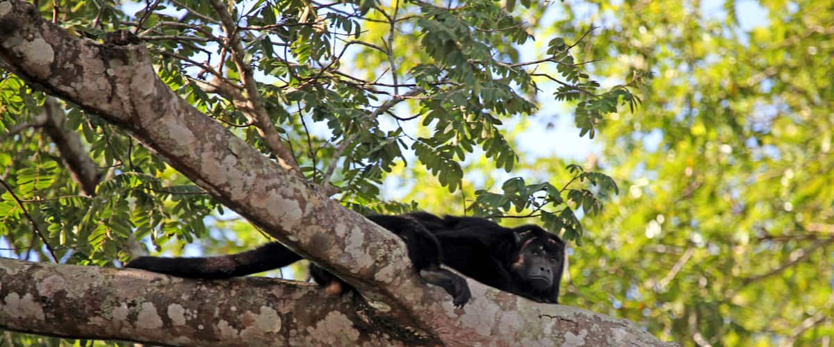 Brazil, Pantanal. A Black Howler Monkey seen resting on a branch over the Aquidauana River in the Pantanal. This one appears to be wounded on it's face and head.