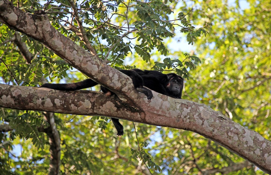 Brazil, Pantanal. A Black Howler Monkey seen resting on a branch over the Aquidauana River in the Pantanal. This one appears to be wounded on it's face and head.