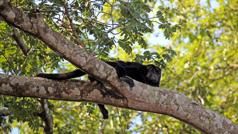 A monkey on a tree branch with green foliage in the background.