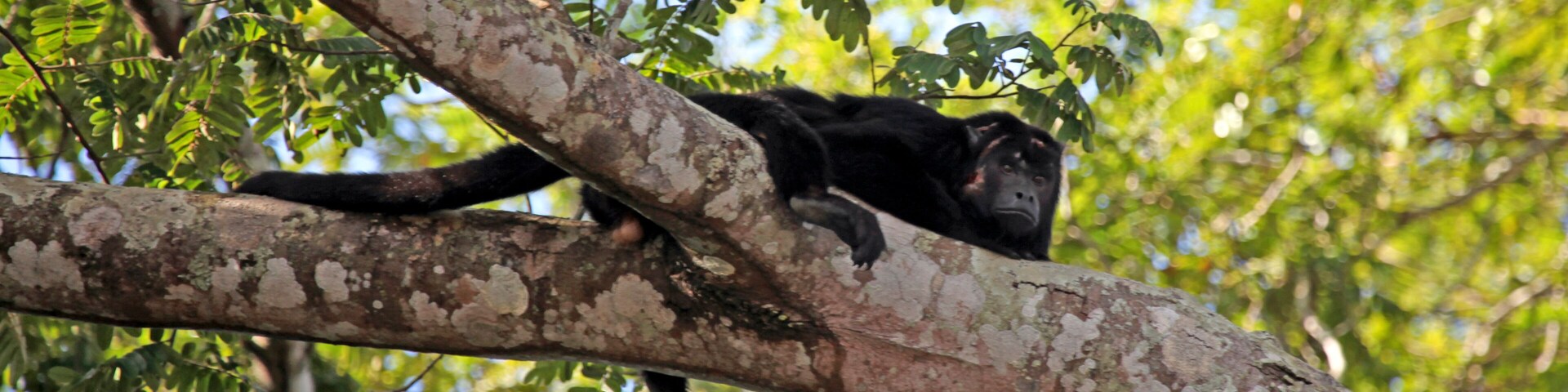 Brazil, Pantanal. A Black Howler Monkey seen resting on a branch over the Aquidauana River in the Pantanal. This one appears to be wounded on it's face and head.