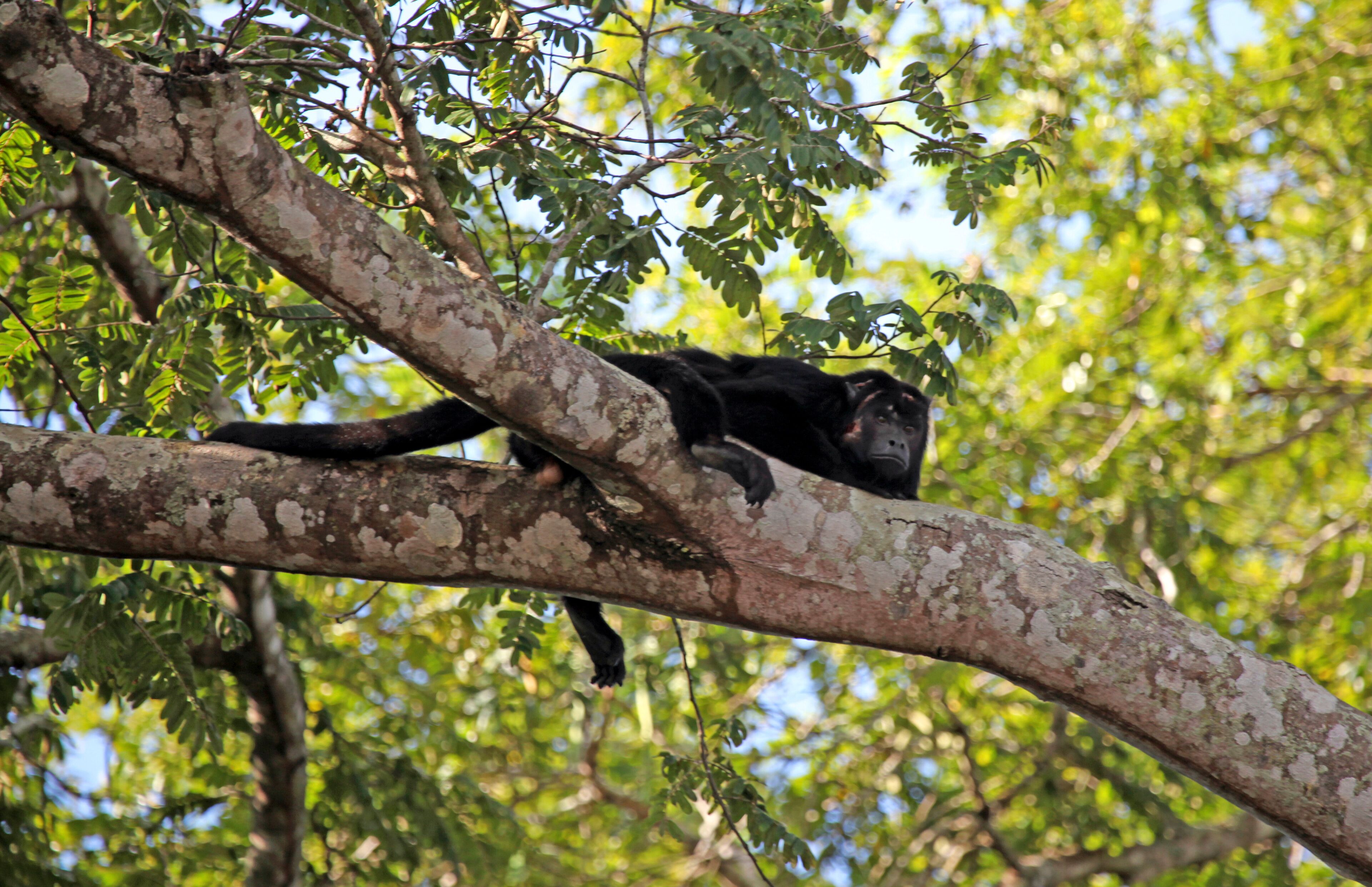 A monkey on a tree branch with green foliage in the background.
