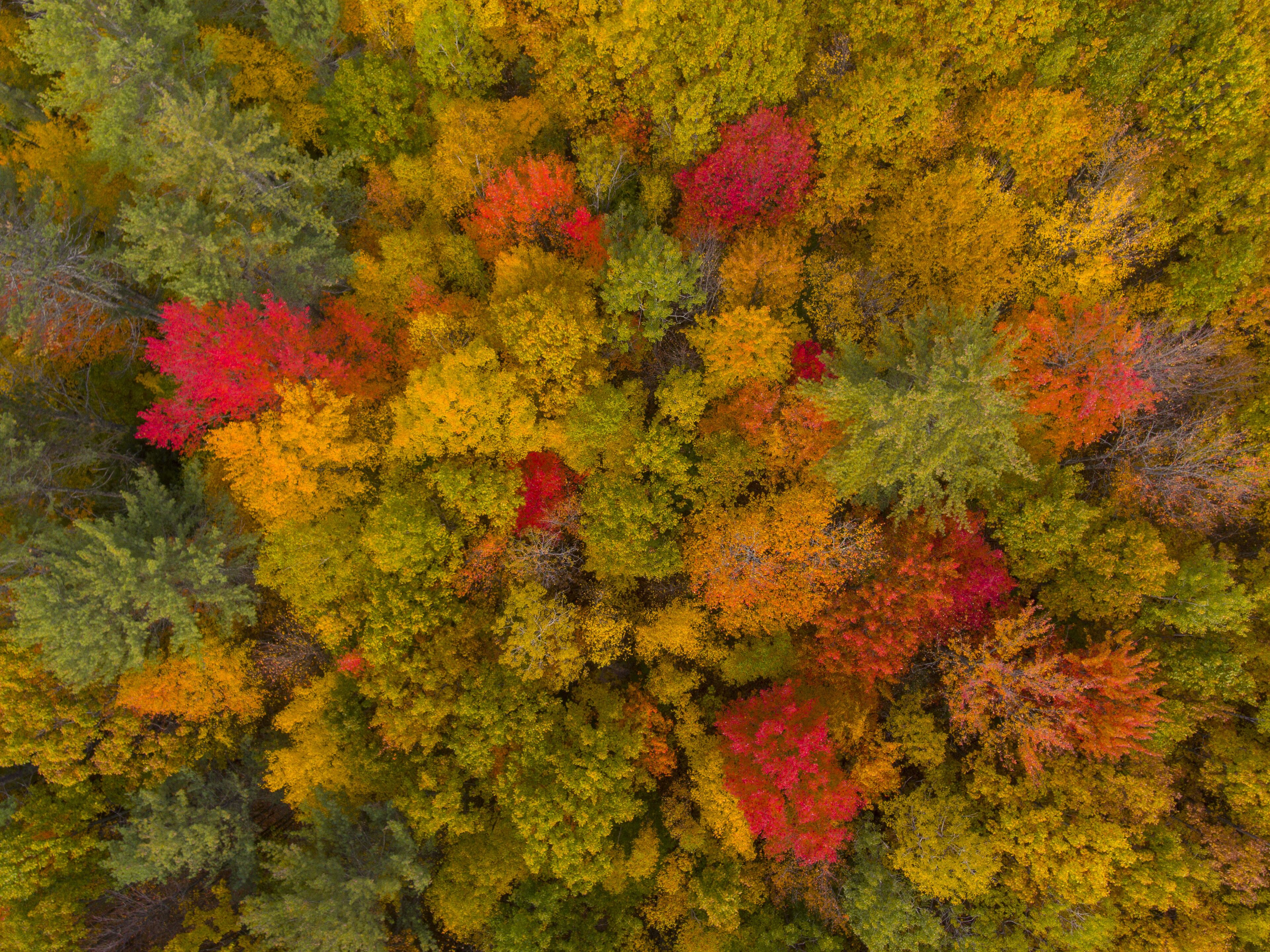 White Mountain National Forest top view with fall foliage, Town of Sanbornton, New Hampshire NH, USA.