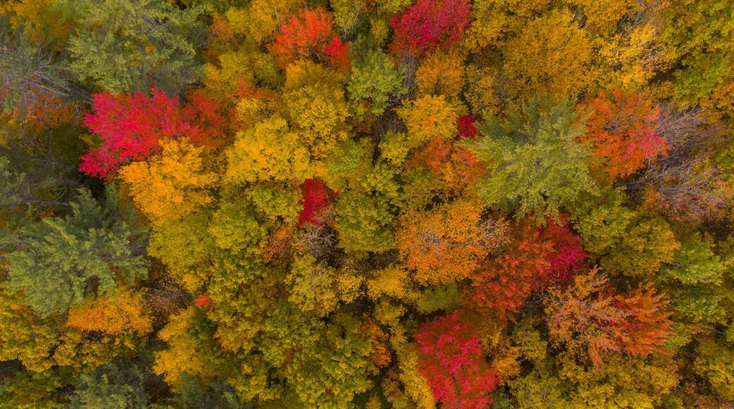 White Mountain National Forest top view with fall foliage, Town of Sanbornton, New Hampshire NH, USA.