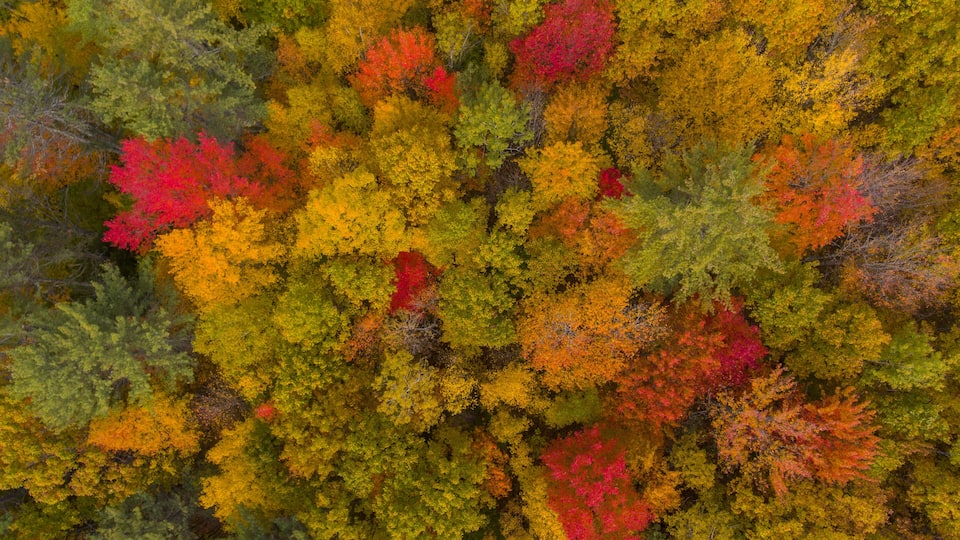 A dense forest with autumn foliage in yellow, orange, and red.