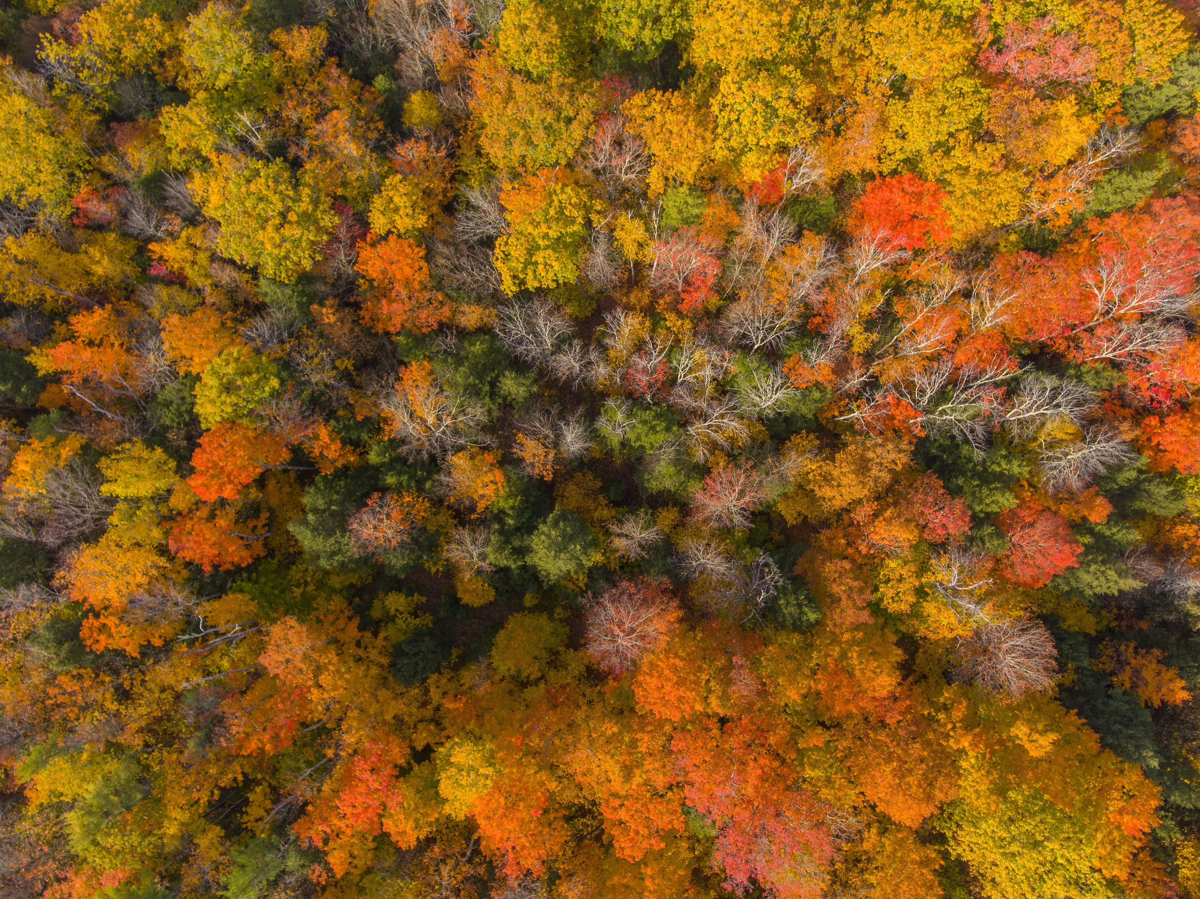 White Mountain National Forest top view with fall foliage, Town of Sanbornton, New Hampshire NH, USA.
