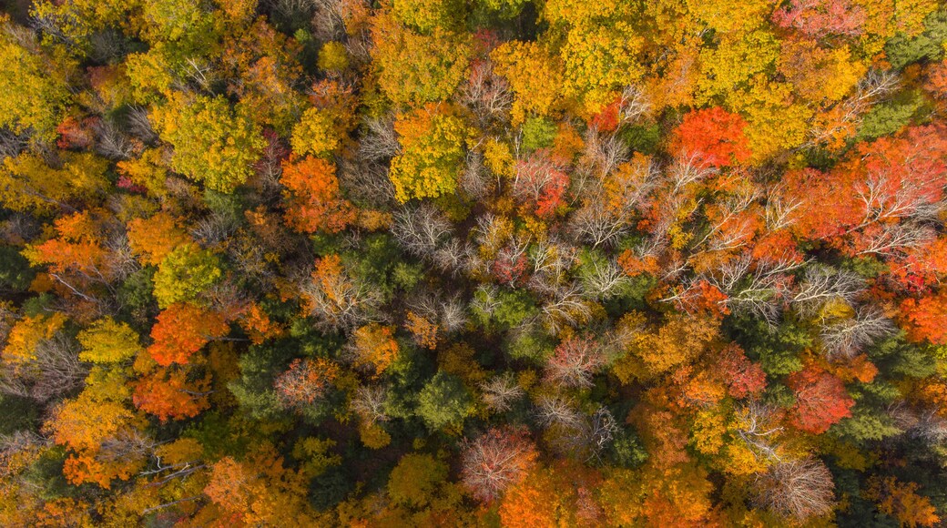 White Mountain National Forest top view with fall foliage, Town of Sanbornton, New Hampshire NH, USA.