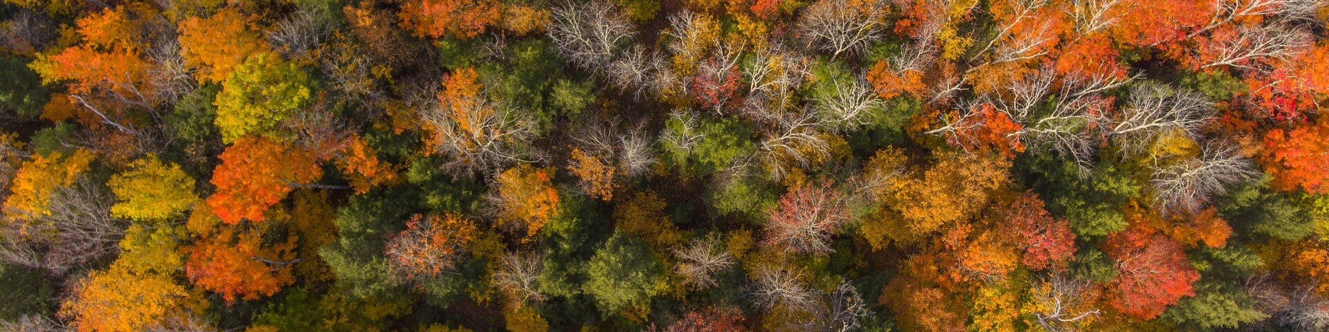 Vista aérea de un bosque denso con diversas especies de árboles mostrando colores otoñales.