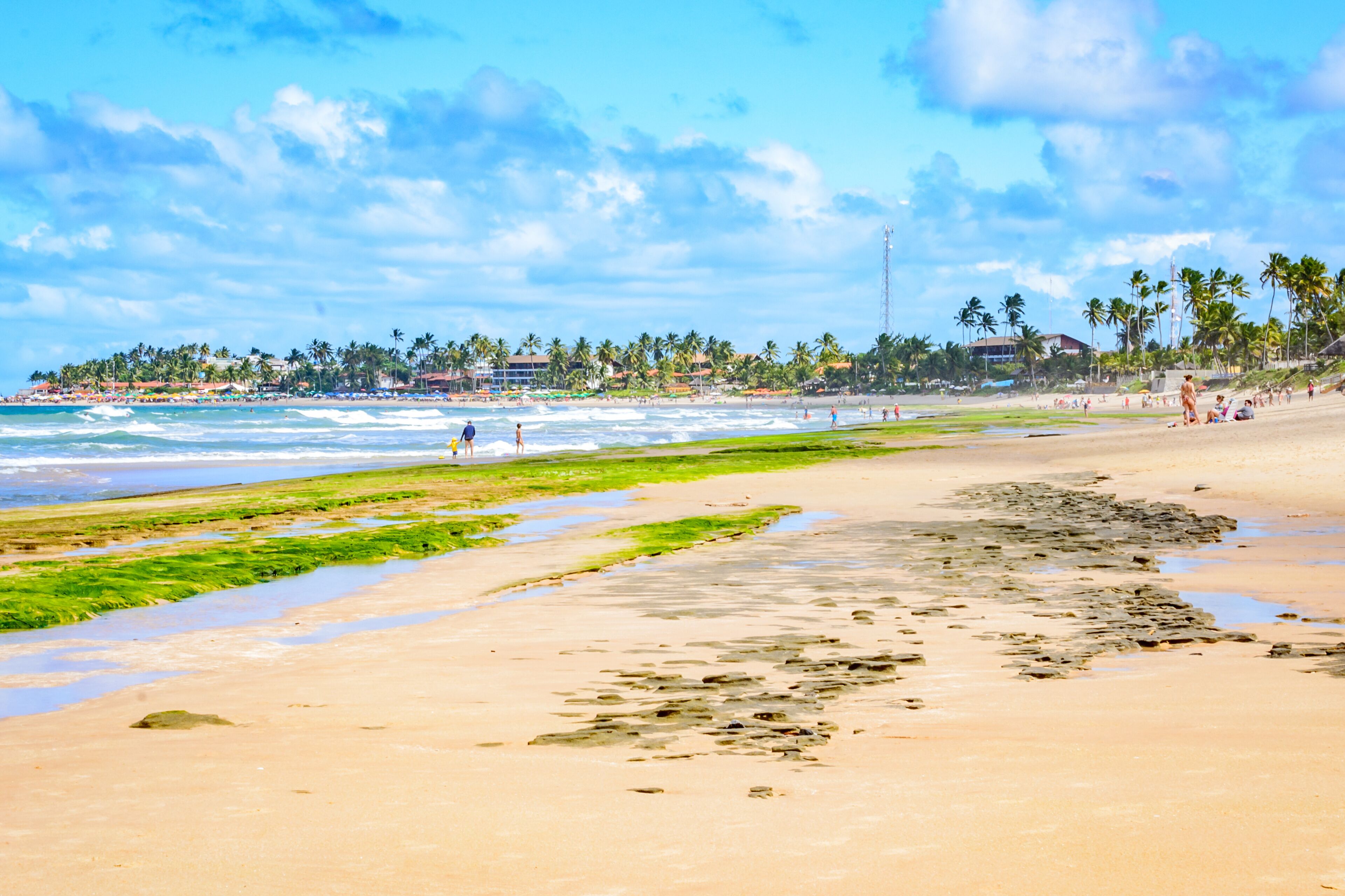 A beach with green vegetation, footprints, and a clear sky.