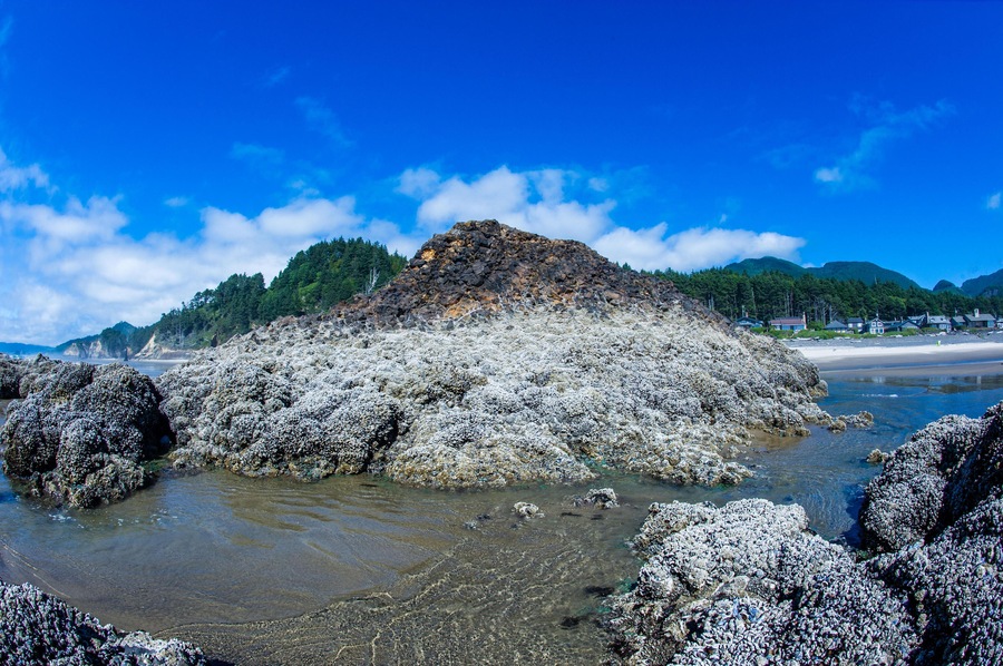 JM5FE9 Murphy's Rock at low tide in Arch Cape, OR