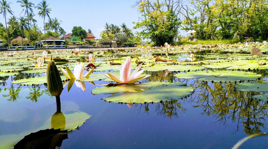 Beautiful walk around this lagoon
#Trovember