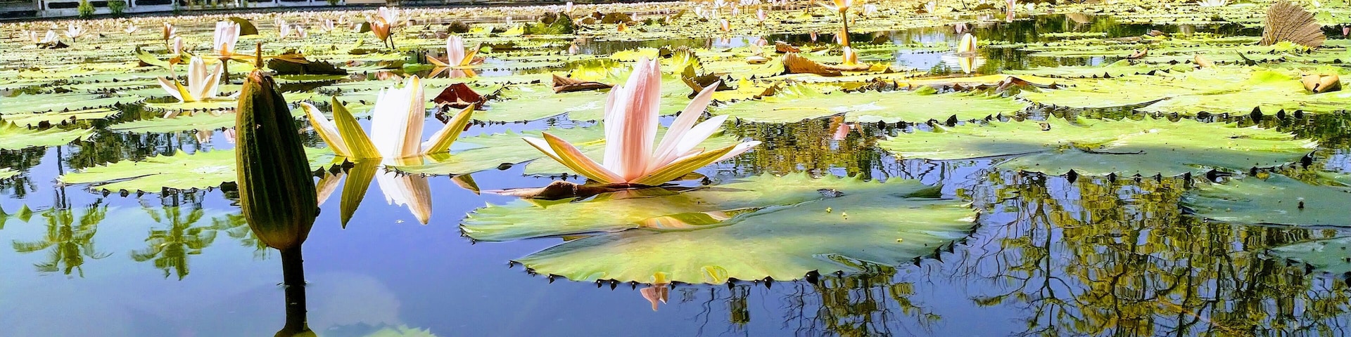 Beautiful walk around this lagoon
#Trovember