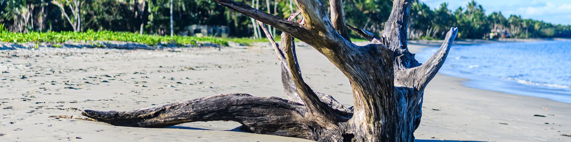 Driftwood on Deuba Beach, Pacific Harbour, Fiji Islands
