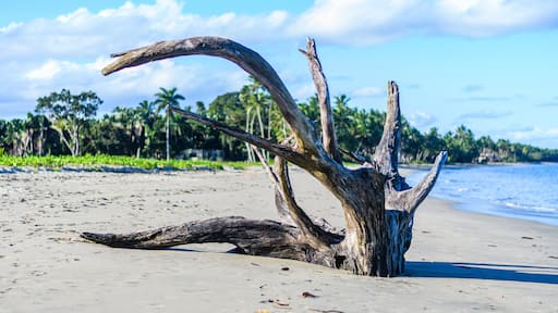 Driftwood on Deuba Beach, Pacific Harbour, Fiji Islands
