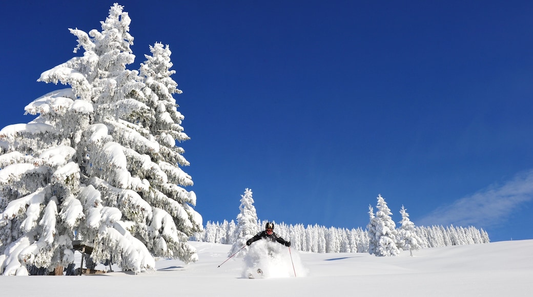Scheffau am Wilden Kaiser ofreciendo bosques, nieve y esquiar en la nieve