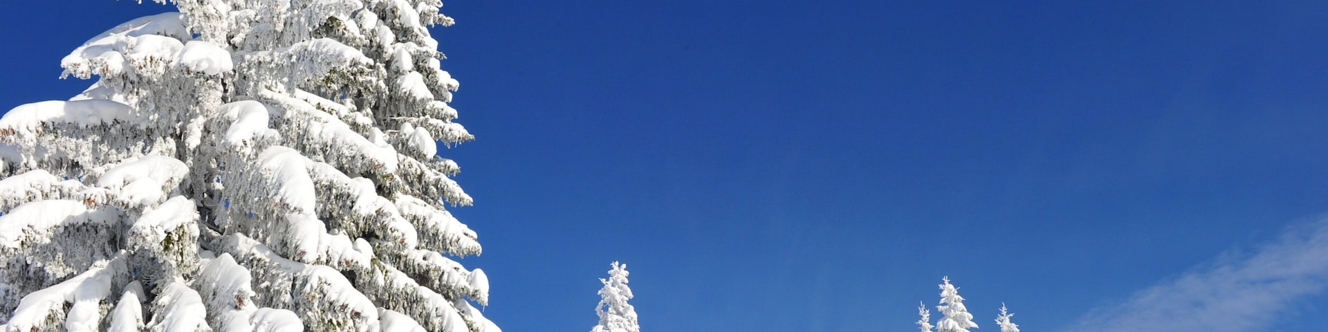 Scheffau am Wilden Kaiser featuring snow, snow skiing and forests