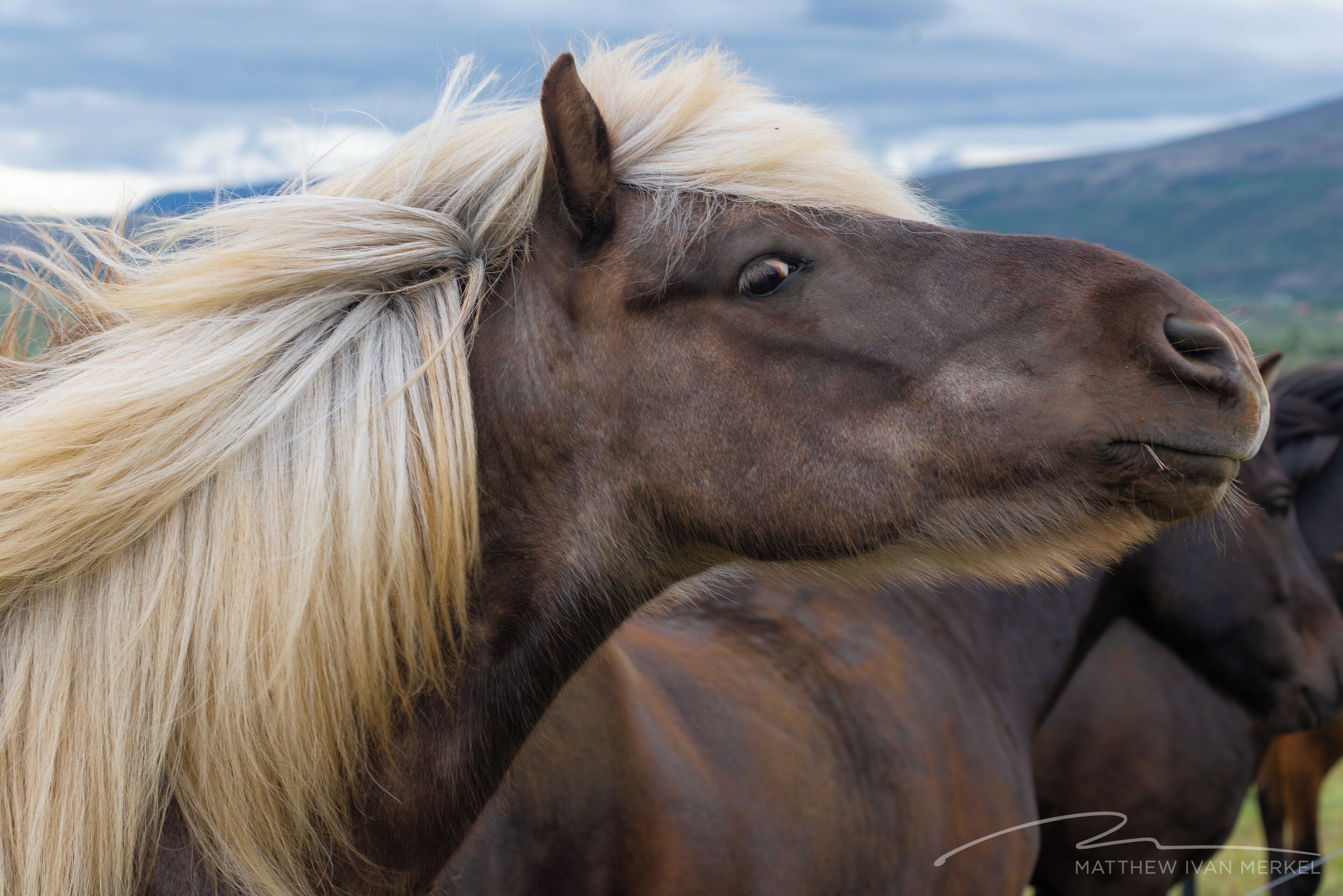 These were my favorite Icelanders… the people were nice too, but the horses were the friendliest. Not sure exactly where this was taken – there are horses EVERYWHERE and we stopped to visit with lots of them.