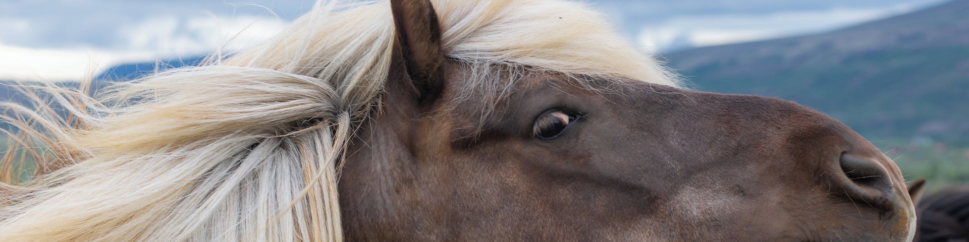 These were my favorite Icelanders… the people were nice too, but the horses were the friendliest. Not sure exactly where this was taken – there are horses EVERYWHERE and we stopped to visit with lots of them.