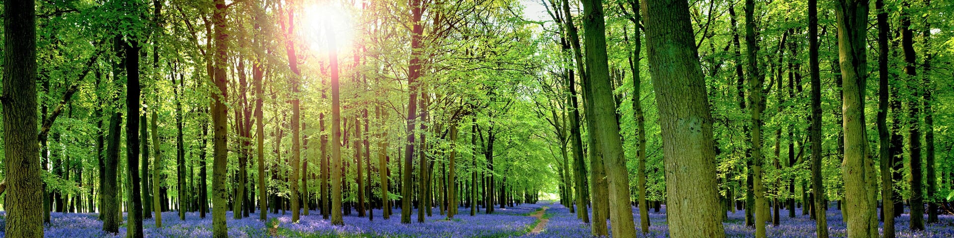 Sun filtering through woodland with carpet of bluebells (Hyacinthoides non-scripta) in Hertfordshire England UK