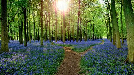 Un sendero boscoso con flores azules y árboles altos.