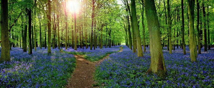 Sun filtering through woodland with carpet of bluebells (Hyacinthoides non-scripta) in Hertfordshire England UK
