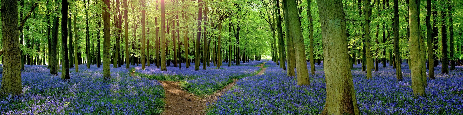 Sun filtering through woodland with carpet of bluebells (Hyacinthoides non-scripta) in Hertfordshire England UK