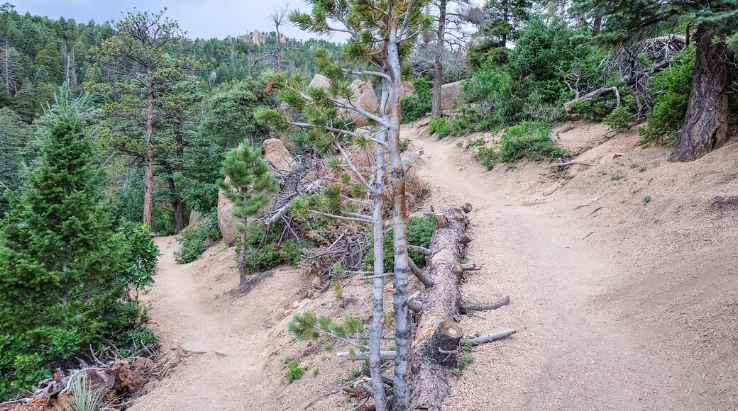 The Barr trail is 4 miles in length and a great way to come down from the manitou incline summit