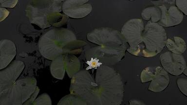 Lilypad