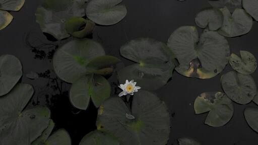 Lilypad