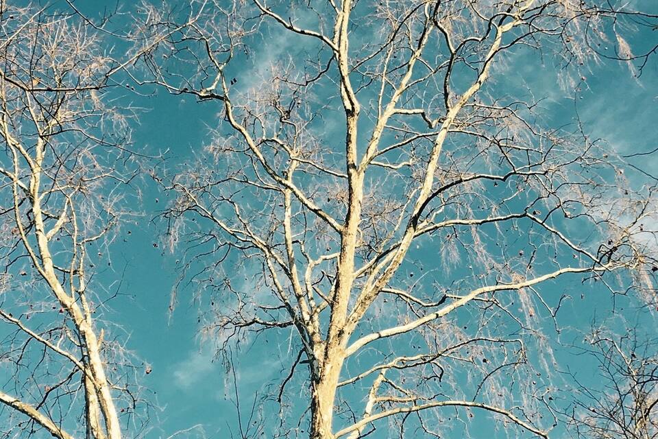 Lövfria träd mot en klarblå himmel.
